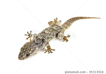 Gecko in studio 95313918