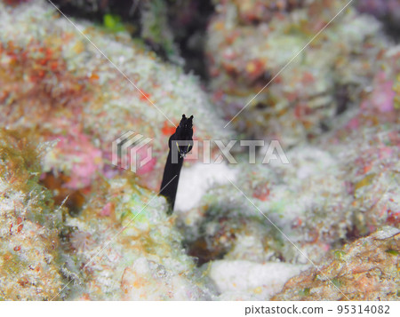 哈納蝦年輕魚 95314082