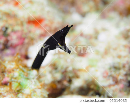Young fish of Hana shrimp Young fish of Hana shrimp 95314085