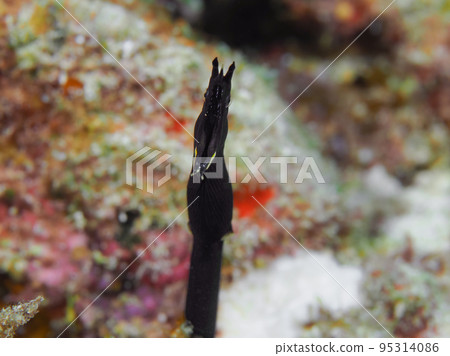 Young fish of Hana shrimp Young fish of Hana shrimp 95314086