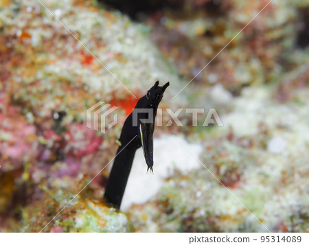 哈納蝦年輕魚 95314089