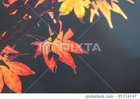 Fushou Mountain Autumn Maple Fushou Mountain Autumn Maple 95314197