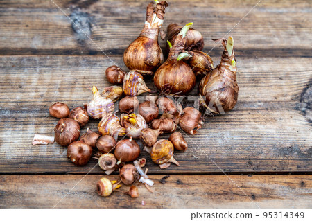 crocus and daffodil bulbs ready for autumn planting 95314349