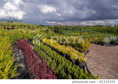 Garden shop for the sale of plants. Here you can buy a lot of varieties of green plants: various flowers, fir, spruce 95314350