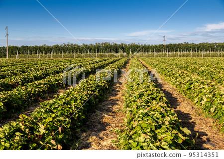 Strawberry plantation under mulch foil and with drip irrigation. Plants growing under black plastic sheets. 95314351