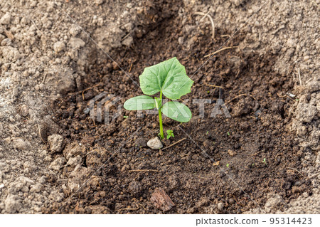 Young sprout new cucumber plant at soil 95314423