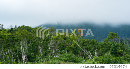 forest landscape of the island of Kunashir, twisted trees and undergrowth of dwarf bamboo forest landscape of the island of Kunashir, twisted trees and undergrowth of dwarf bamboo 95314674