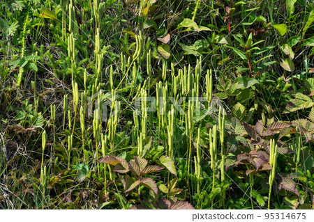 club moss sprouts among the grass club moss sprouts among the grass 95314675