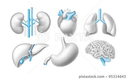 Set of internal human organ white and blue icon. stomach, kidney, liver, brain, heart and lungs Set of internal human organ white and blue icon. stomach, kidney, liver, brain, heart and lungs 95314843
