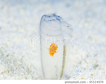 Sagittarius cauliflower 95314970