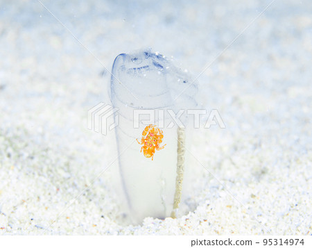 Sagittarius cauliflower 95314974