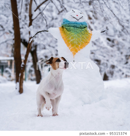 Dog jack russell terrier walks on the street in winter. Snowman in a scarf. Dog jack russell terrier walks on the street in winter. Snowman in a scarf. 95315374