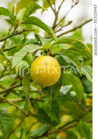 Ripe yellow lemon with disease spots on the peel on a fruit tree branch in the garden Ripe yellow lemon with disease spots on the peel on a fruit tree branch in the garden 95315447