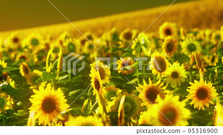 Sunflower fields in warm evening light Sunflower fields in warm evening light 95316900