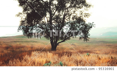 dark autumn tree and the yellow grass field dark autumn tree and the yellow grass field 95316901