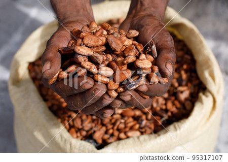 Cocoa beans in the hands of a farmer on the background of bags. 95317107