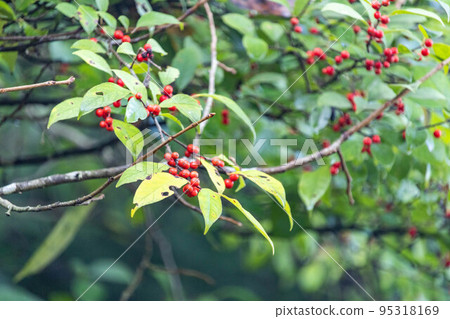 紅包李 紅包李 95318169