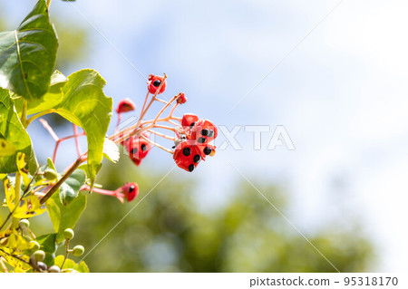 可愛的紅樹 95318170
