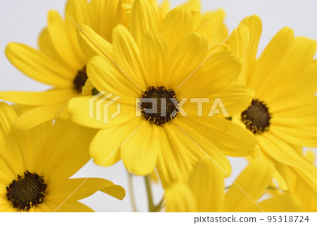 歡迎向日葵 95318724