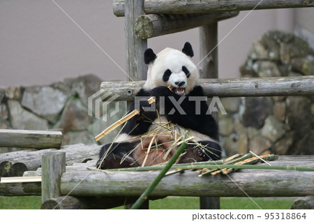 Ayahama eating bamboo deliciously 95318864