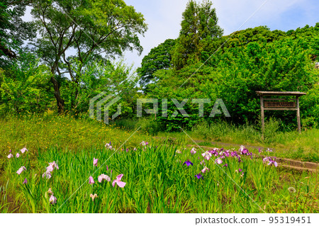 千葉縣佐倉市佐倉城址公園(佐倉城跡)鳶尾園 千葉縣佐倉市佐倉城址公園(佐倉城跡)鳶尾園 95319451