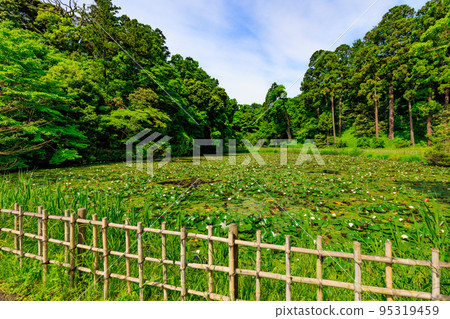 千葉縣佐倉市佐倉城跡公園（Sakura Castle Ruins）Ubagaike Pond 95319459