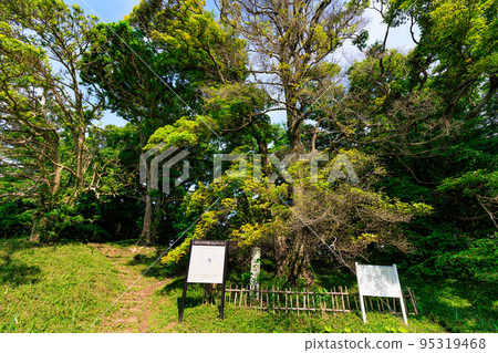 千葉縣佐倉市佐倉城址公園(佐倉城跡) 千葉縣佐倉市佐倉城址公園(佐倉城跡) 95319468