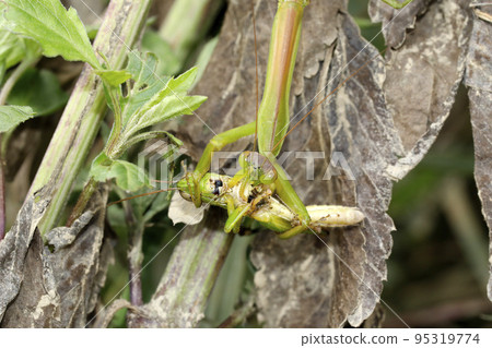 A praying mantis that preys on the Kobanei-nago A praying mantis that preys on the Kobanei-nago 95319774