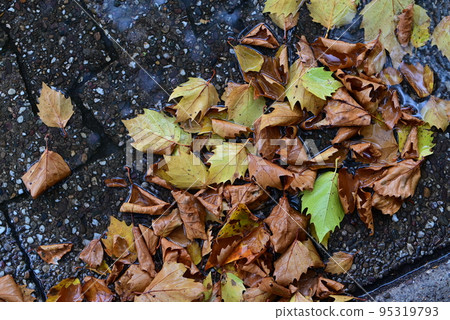 Autumn leaves on a wet road from above 95319793
