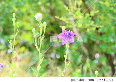 桔梗花 95319895