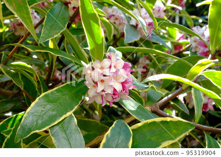 Shen flower flower 95319904