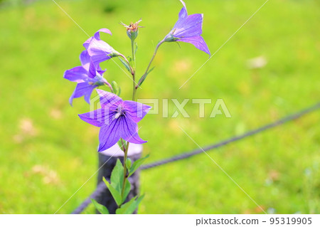 Kikyo flower 95319905