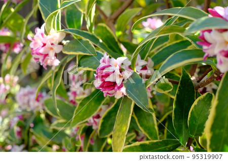 Shen flower flower Shen flower flower 95319907