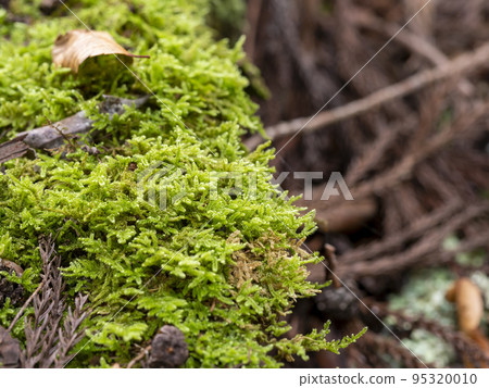 Moss-covered fallen tree Moss-covered fallen tree 95320010