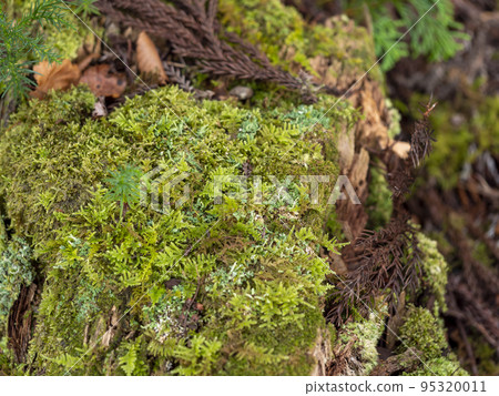 Moss-covered fallen tree 95320011