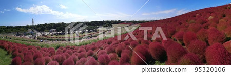 日立海灘公園的Kochia 95320106