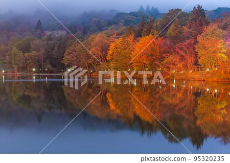 Illumination of autumn leaves in Chausuyama Highlands (Aichi Prefecture) 95320235