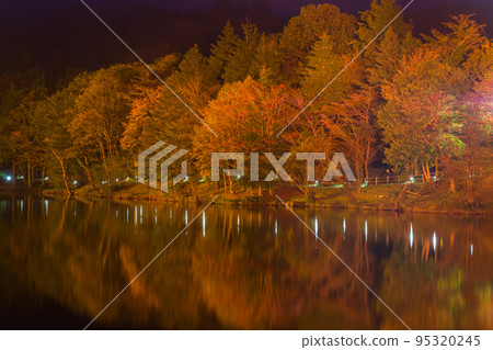 Illumination of autumn leaves in Chausuyama Highlands (Aichi Prefecture) 95320245