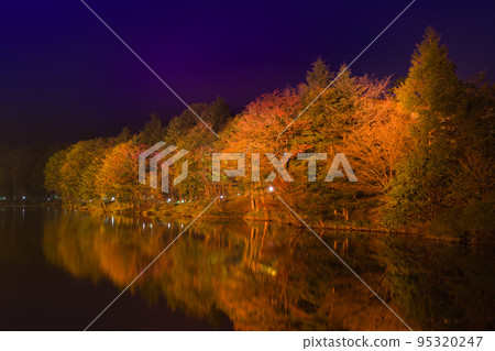 茶臼山高原的紅葉點燈（愛知縣） 95320247