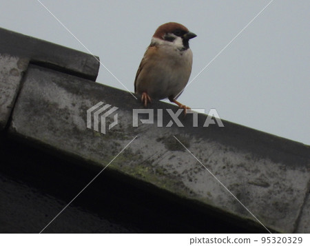 A sparrow on the neighboring roof A sparrow on the neighboring roof 95320329