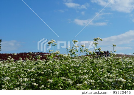Buckwheat flowers blooming (Hitachi Seaside Park) 95320446