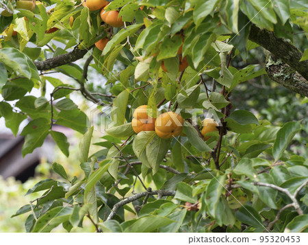 persimmon tree with fruit persimmon tree with fruit 95320453