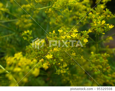 Ominaeshi Ominaeshi 95320508