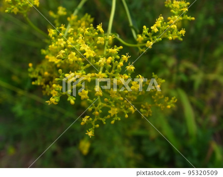 Ominaeshi Ominaeshi 95320509