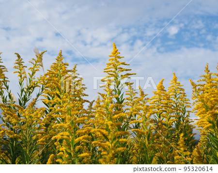 Seiitokawadassi Seiitokawadassi 95320614