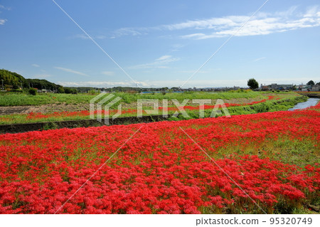 愛知縣半田市岩名地區的“極之秋祭” 三百萬株孤挺花染紅了矢勝川河岸 95320749