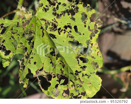 Turnip leaves in a field damaged by beetles 95320792