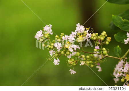 粉紅色的紫薇花耐夏 粉紅色的紫薇花耐夏 95321104