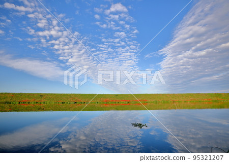 岐阜縣海津市南野町津谷 群孤挺花開始開花的津谷川堤岸的水面倒影 95321207