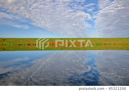 岐阜縣海津市南野町津谷 群孤挺花開始開花的津谷川堤岸的水面倒影 95321208